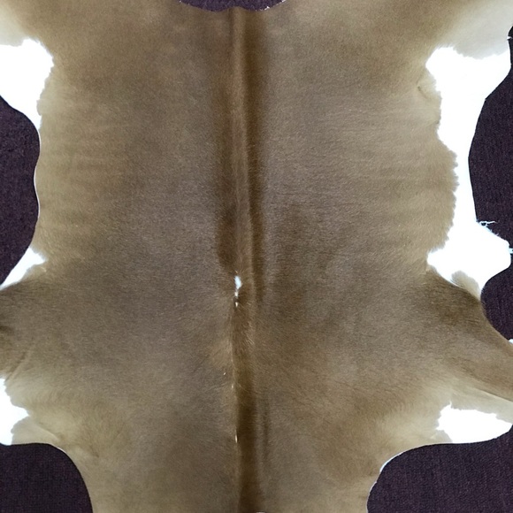 Real alligator Vans - Picture 6 of 8